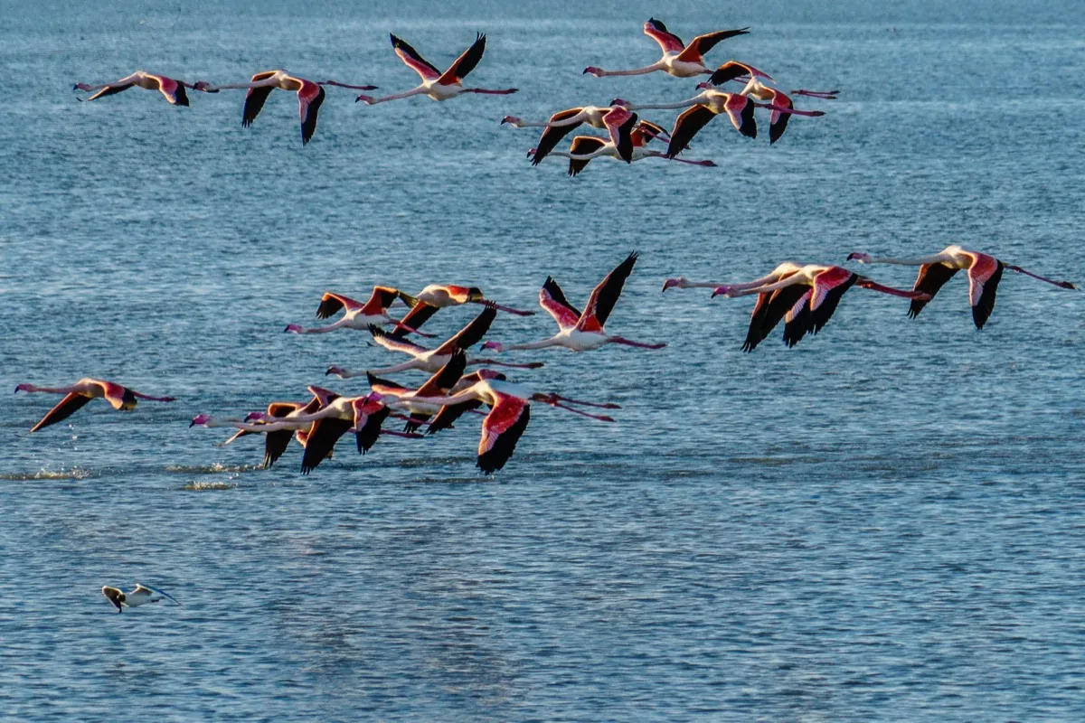 Uno stormo di fenicotteri in volo sulle Valli di Comacchio